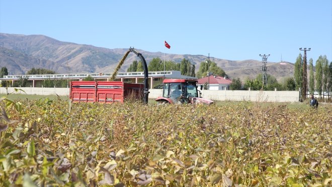 Muş'ta 15 bin dekara ekilen silajlık soyanın hasadı yapıldı