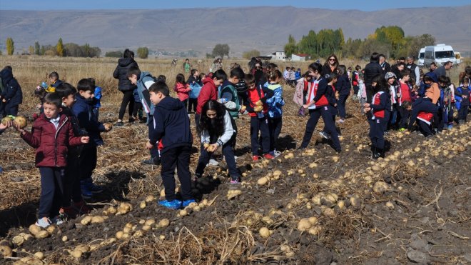 Pasinler Ovası'ndaki tarlada öğrencilere patates hasadı dersi