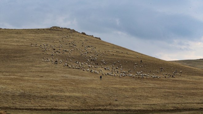 Van'da besicilere verilen "sürü" desteğiyle hayvan varlığı artırılıyor