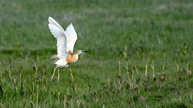 Van ve çevre illerde kuşların konakladığı 50'ye yakın alanın koruma planları hazırlandı