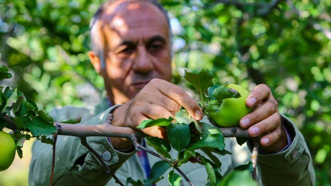 Vanlı profesör hem üniversitede ders anlatıyor hem de bahçede elma yetiştiriyor