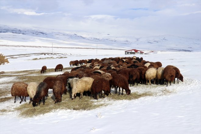 başladı - kar Besicilerin üzerindeki mesaileri AĞRI erken 13
