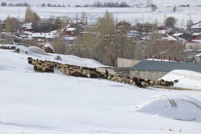 - başladı mesaileri kar üzerindeki Besicilerin AĞRI erken 7