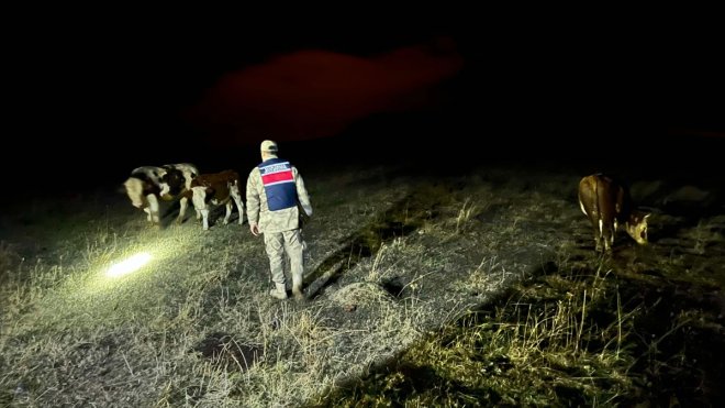 Ardahan'da büyükbaş hayvan hırsızlığı girişimi, dron ile önlendi