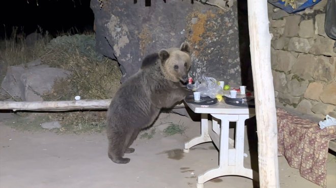 BİTLİS - Boz ayıların pikniğe giden gençlerin yiyeceklerini yemesi kamerada1