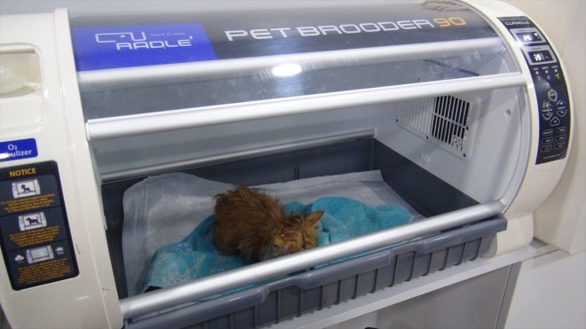 Veteriner kliğinin bir bölünü kedi ve köpekler için "otel"e dönüştürdü