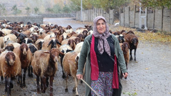 ERZİNCAN - Çiftçi kadın devlet desteğiyle hayvan sayısını iki katına çıkardı1