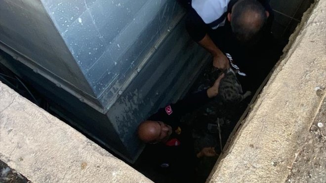 Erzincan'da havalandırma boşluğuna düşen kediyi itfaiye ekipleri kurtardı