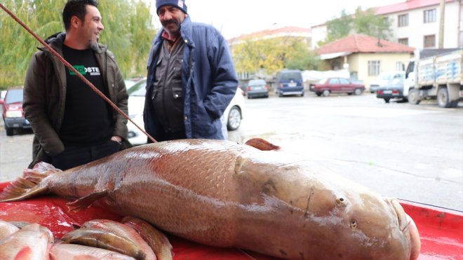 Karasu Nehri'nde oltayla yaklaşık 110 kilogramlık turna balığı yakalandı
