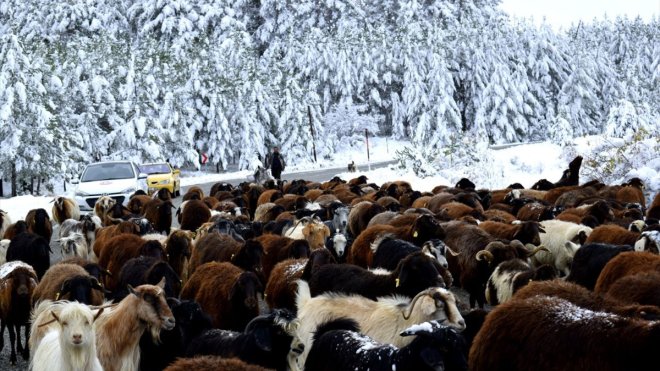 Erzurum'da göçerler sürülerini kar ve tipi nedeniyle yaylalardan indirmeye başladı