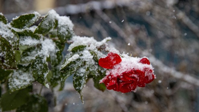 Erzurum ve Ardahan il merkezi ile Kars'ın yüksekleri karla kaplandı