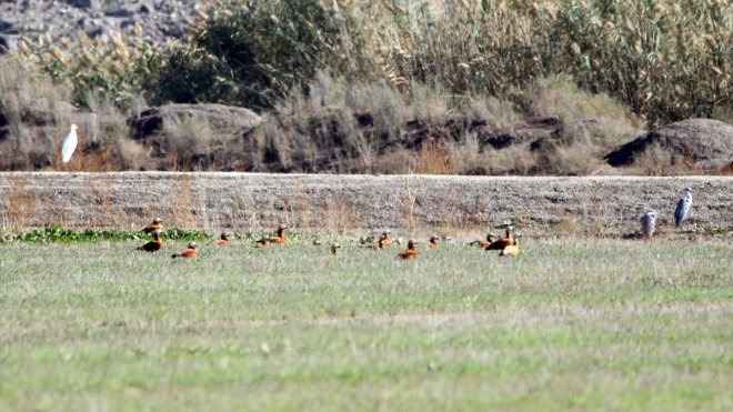 IĞDIR - Erhacı Sulak Alanı göç döneminde 46 kuş türünün mola noktası oldu1