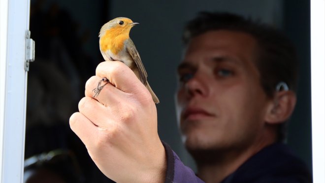 IĞDIR - İsveçli kuş bilimci, halkalama ve araştırma yapıyor1
