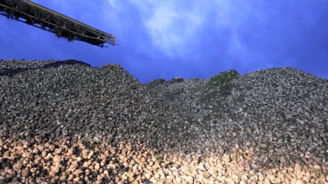 KARS - Çiftçiler pancarın kar altında kalmaması için gece gündüz çalışıyor1