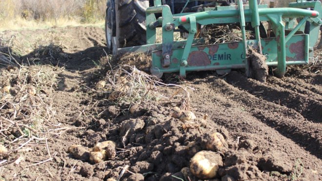 Kars'ta çiftçiler patatesleri imece usulüyle söküyor