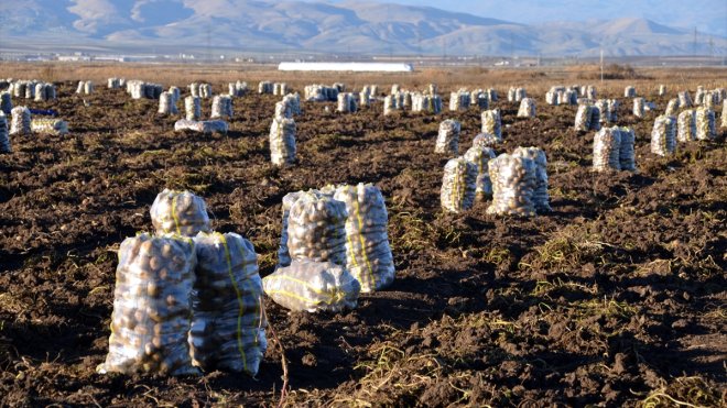 MUŞ - Kadınlar patates tarlalarında hasat mesaisi yapıyor1