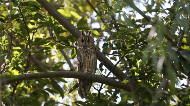Muş Ovası, sulak alanlarıyla göç yolculuğundaki kuşları ağırlıyor