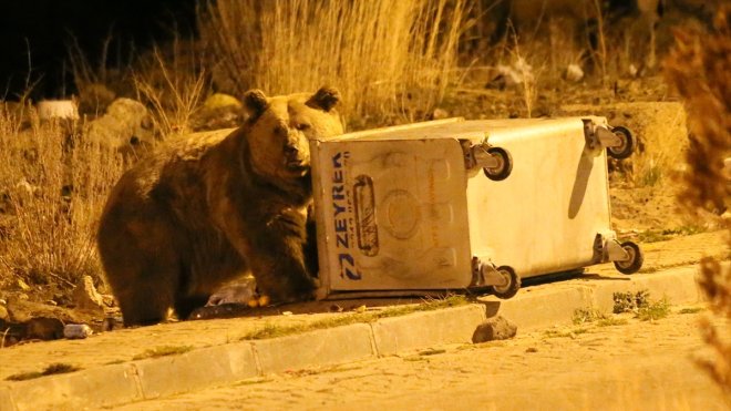 Sarıkamış'ta bozayılar mahalledeki çöplerle besleniyor