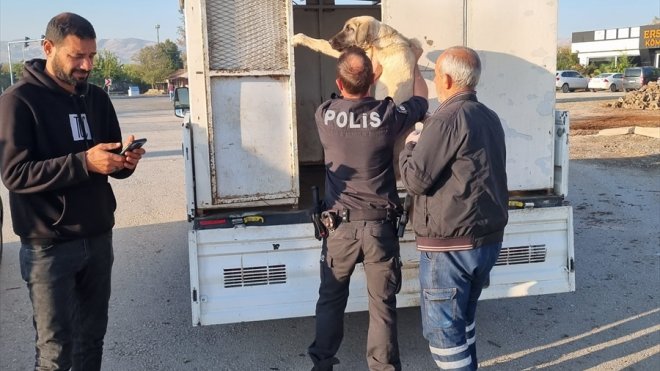 Sivrice'de yaralı bulunan köpek tedavi altına alındı