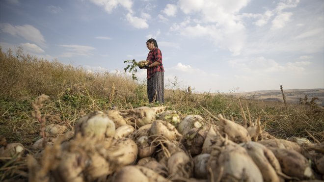 Tunceli'nin Akpazar Ovası'nda 90 çiftçi 1700 dekarda şeker pancarı üretiyor