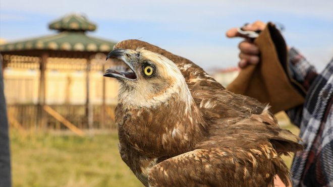 Van Valisi ve Büyükşehir Belediye Başkan Vekili Balcı, tedavisi tamamlanan kuşu doğaya saldı1
