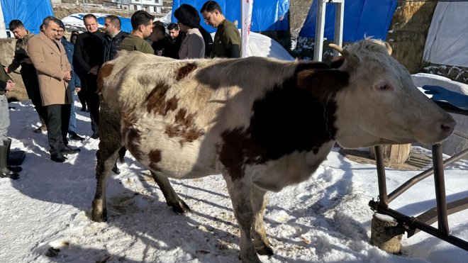 Ardahan'da buzağı ölümleri aşılama projesi ile önlenecek