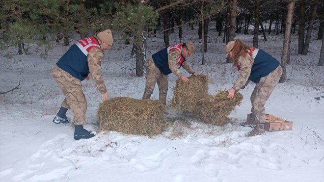 Ardahan'da jandarma timi yaban hayvanları için doğaya yem bıraktı