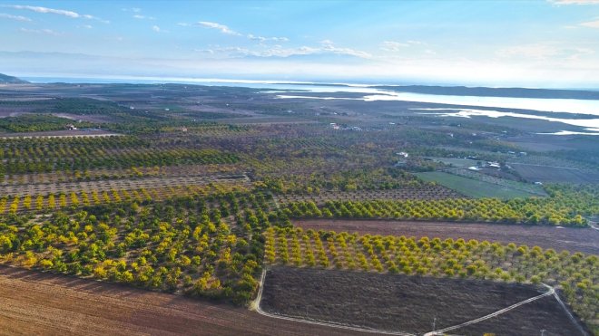 Elazığ'da 3 yılda 20 bini aşkın kayısı ağacı toprakla buluşturuldu