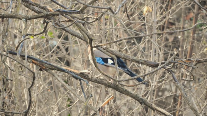 Erzurum'da alakarga ağaç dallarında beslenirken görüntülendi