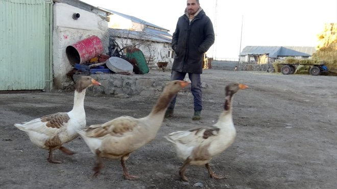 Kars'ta aç kaldığı için köye inen kurdun kazlara saldırısı kamerada