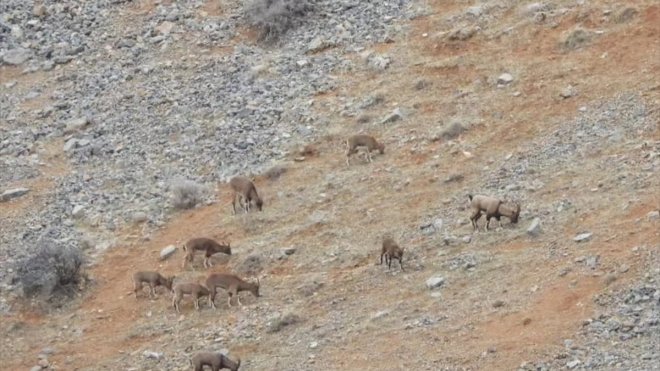 Malatya'da dağ keçileri görüldü