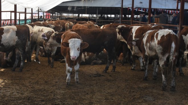 MALATYA - Depremzede besicilere büyükbaş hayvan ile ekipman verildi1