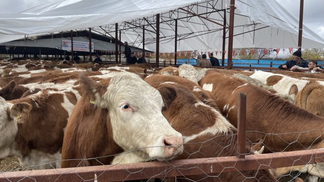 Malatya'da depremzede besicilere büyükbaş hayvan ile sıvat verildi