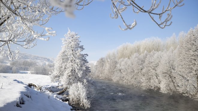 Munzur Vadisi Milli Parkı'ndaki ağaçlar, soğuk nedeniyle kırağı tuttu