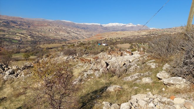 Tunceli'de koruma altındaki yaban keçileri yerleşim yerine indi