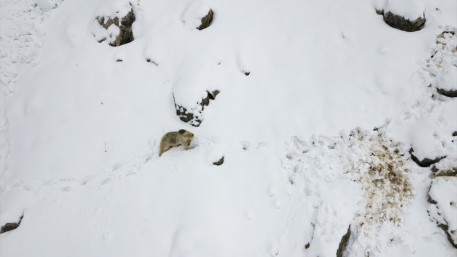 Karla kaplı Munzur Dağları'nda yiyecek arayan bozayı görüntülendi