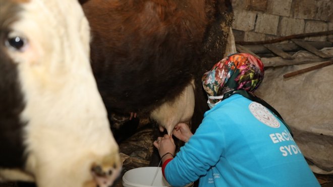 Erciş'te 'Vefa' ekibi, yardım isteyen yaşlı çiftin ineğini sağdı