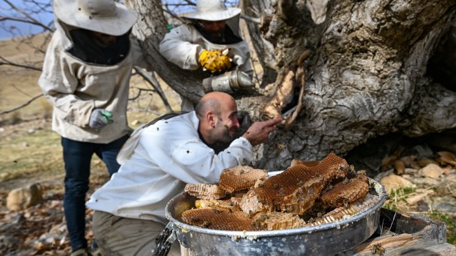 Kovandan kaçan arıların yuva yaptığı ağaç kovuğundan 5 kilogram bal çıkarıldı