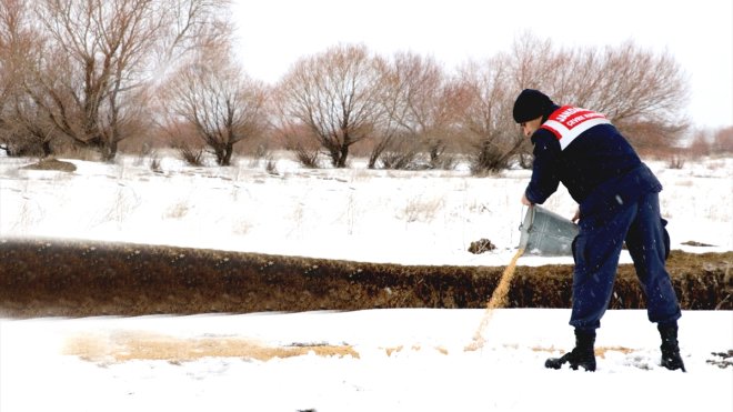 Ağrı'da jandarma ile DKMP ekipleri yaban hayvanları için doğaya buğday bıraktı