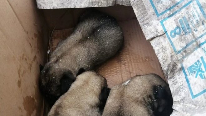 Bingöl'de anne köpek ve 9 yavrusu koruma altına alındı