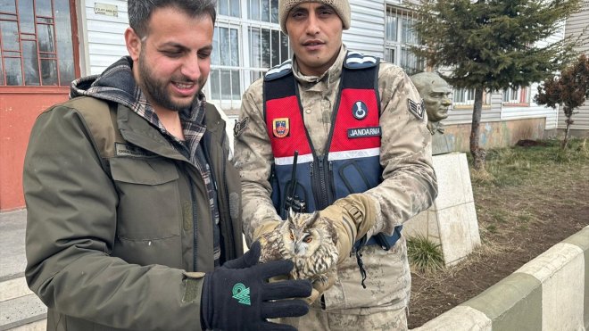 Bitlis'te jandarma ekiplerince bulunan yaralı puhu tedavi edilecek