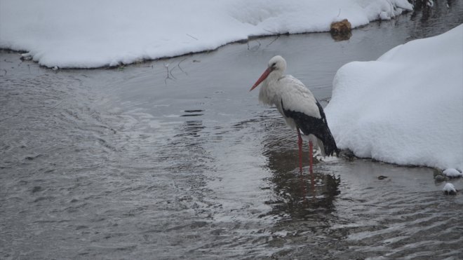 Yüksekova'da yıllardır göç etmeyen leyleklere köylüler sahip çıkıyor