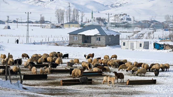 Van'da besiciler kışın zorluklarına rağmen hayvanların bakımını ihmal etmiyor