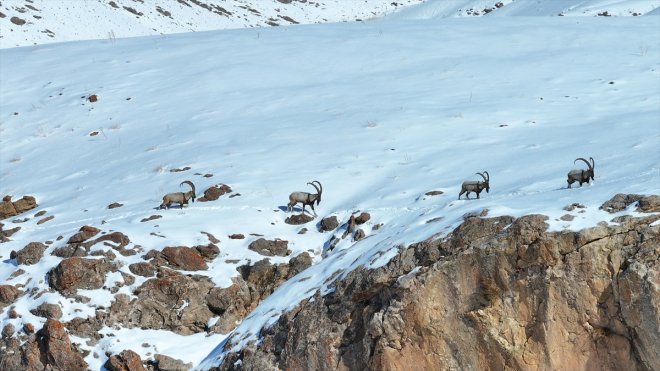 VAN - Doğanın bekçileri karlı dağlarda yaban hayatını korumaya çalışıyor1