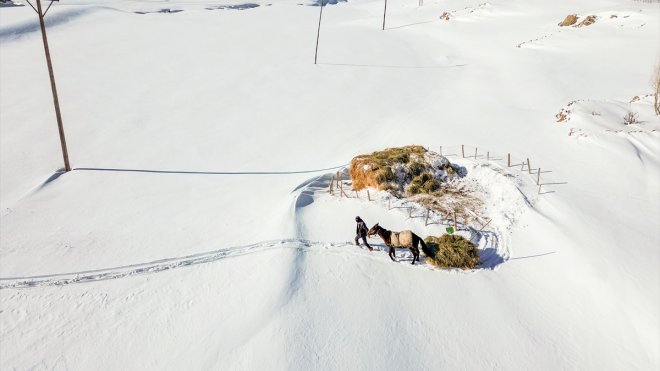 Van'da karla kaplı köylerdeki besiciler zor şartlarda hayvanlarını besliyor