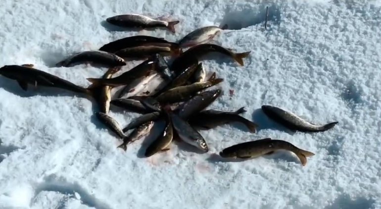 Yüzeyi donmuş nehirde buzu kırıp balık avlıyorlar5