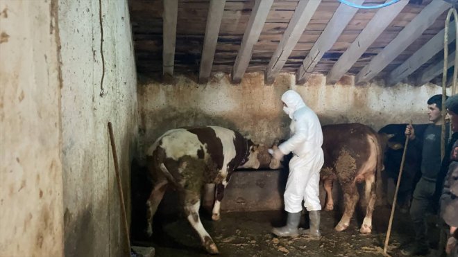 aşısı gezerek yapıyor Ağrı