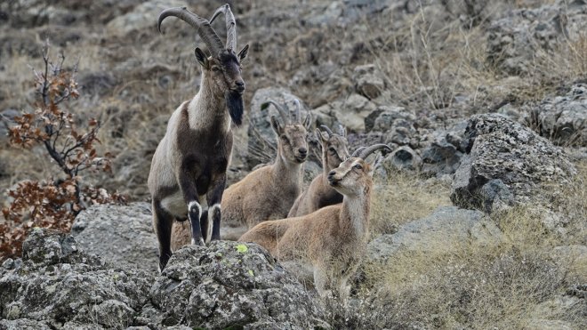 Bingöl'de yaban keçilerinin sayısı her geçen yıl artıyor