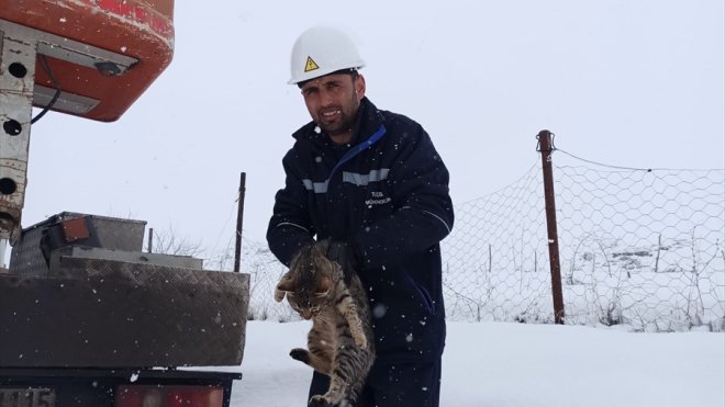 Bitlis'te ağaç direkte mahsur kalan kediyi VEDAŞ ekipleri kurtardı