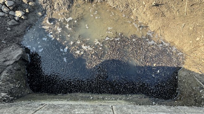 Elazığ'da menfezdeki su birikintisinde mahsur kalan binlerce yavru balık kurtarıldı